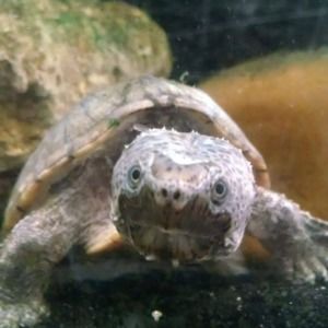 Meet your Posher, Michael m